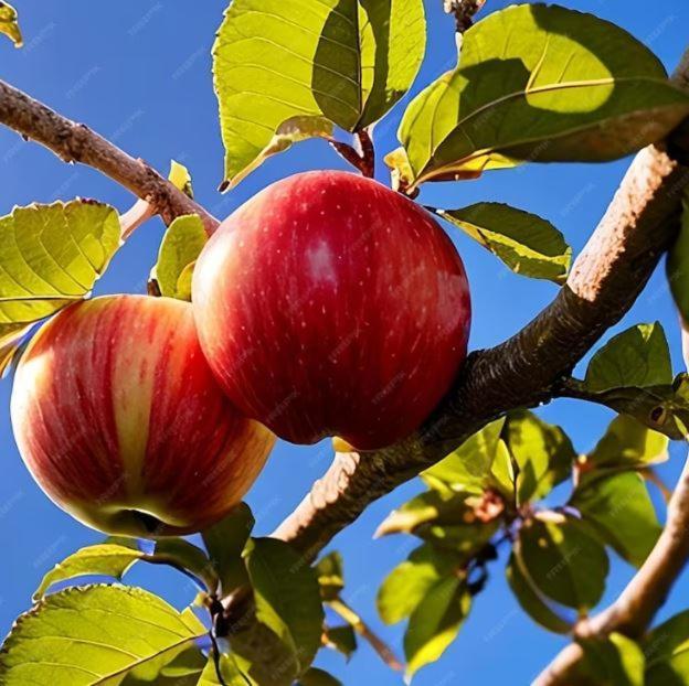 De Appelhoeve Terschuur Eksteriør bilde